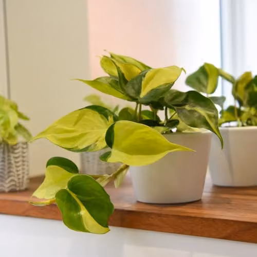Thompson and Morgan Philodendron Scandens Brasil Variegated Indoor Houseplant in 10cm Pot – 1