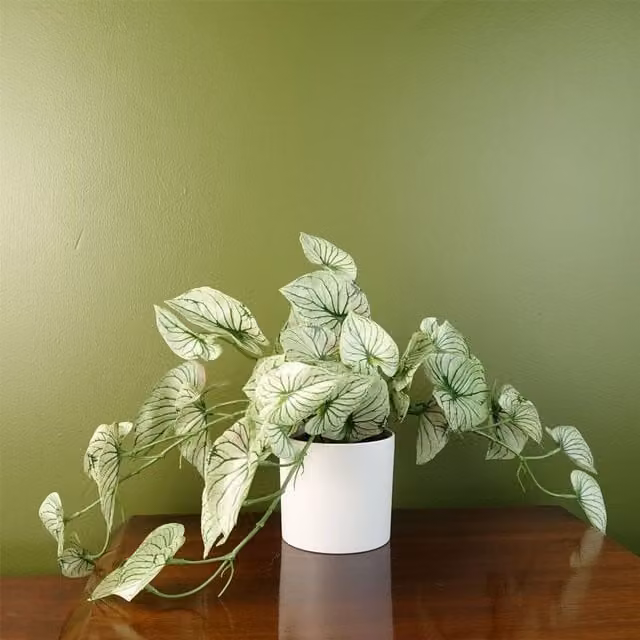 Botanik Realistic Variegated Potted Alocasia Artificial Trailing Plant in Green and White