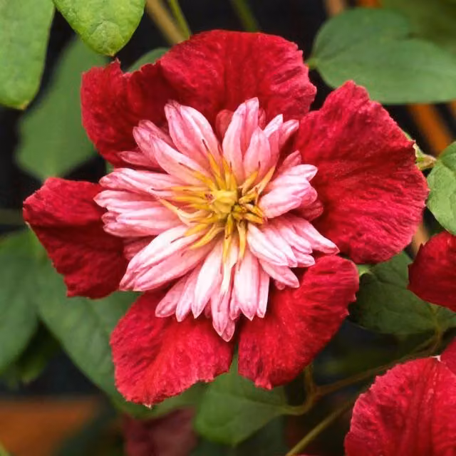 Plant Theory Clematis Avant-garde Red Flowering Climbing Plant, Green