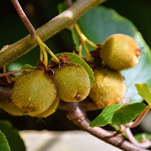 Thompson and Morgan Self-Fertile Kiwi Jenny Fruit Tree Plant, Climbing Twining Variety in 9cm Pot