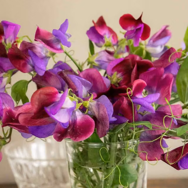 Unwins Sweet Pea Cupani Flower Seeds, Green