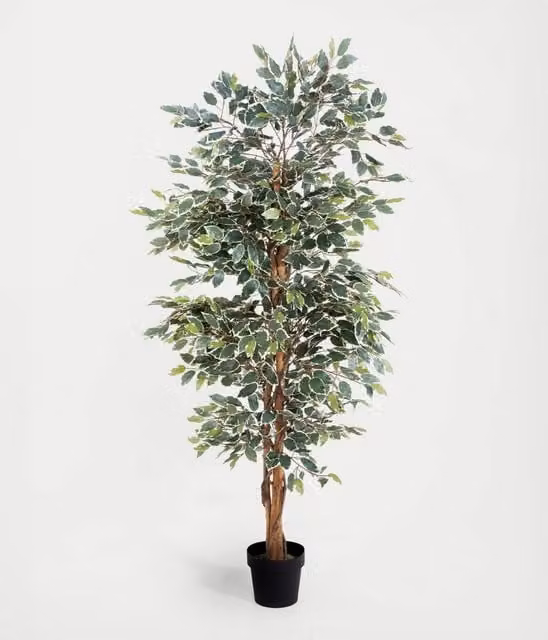 Blooming Artificial Green Ficus Tree, Height: 152.4 cm