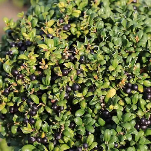 Thompson & Morgan Ilex crenata Dark Green Evergreen Box-Leaved Holly Shrub for Hedges and Topiary, 2 Litre Pot – 3