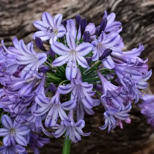 Thompson and Morgan Agapanthus Poppin Star Purple Long-Flowering Perennial, 2 Litre Pot