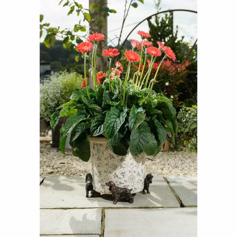 Jardinopia Cocker Spaniel Plant Pot Feet, Set of 3, Bronze, L6 x W11 x H8.5 cm – 5
