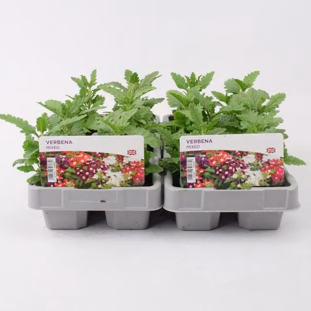 Plants By Post Mixed Colour Verbena, 12 Plants