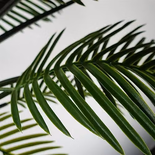 Leaf Design UK Artificial Green Tropical Yucca Palm Tree, H 125 cm x W 90 cm x D 90 cm – 5