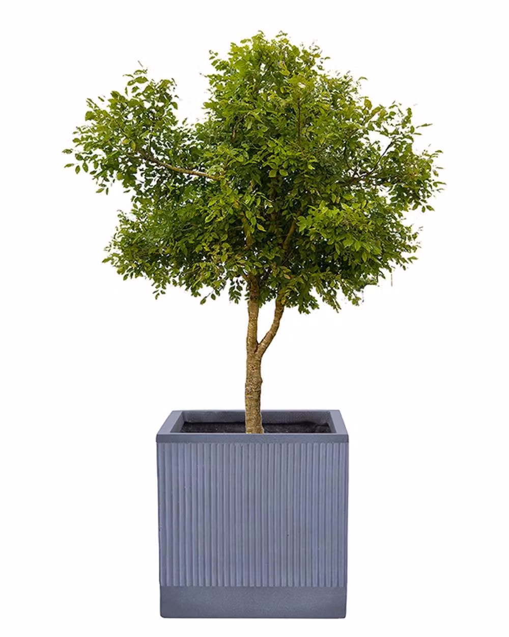 Dibor X-Large Slate Grey Ribbed Fibre Clay Indoor Outdoor Garden Planter, H: 44 cm, W: 44 cm – 2
