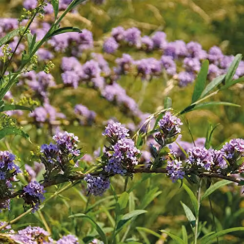 Thompson and Morgan Buddleja Alternifolia Butterfly Bush Purple Deciduous Hardy Ornamental Shrub, 1 x 3.6 Litre Pot – 1