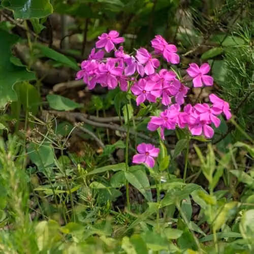 Thompson & Morgan Silene x robotii Rollys Favourite Pink Perennial Plants, 2 x 9cm Pots