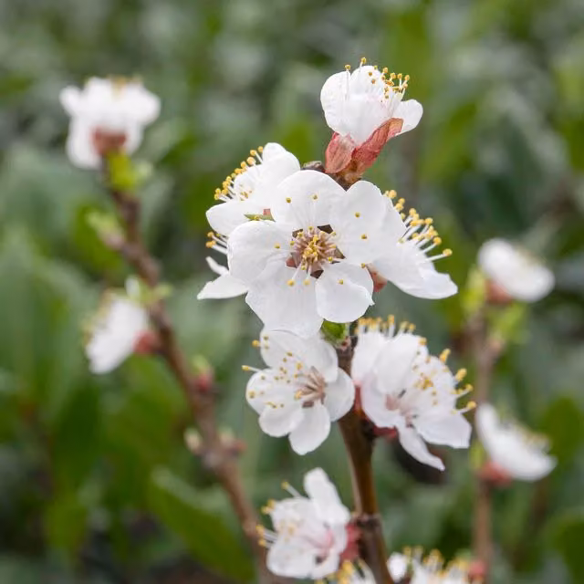 Marshalls Garden Apricot Tros Orange Fruit Tree