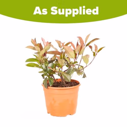YouGarden Photinia Shrub Little Red Robin, 2L Pot – 3