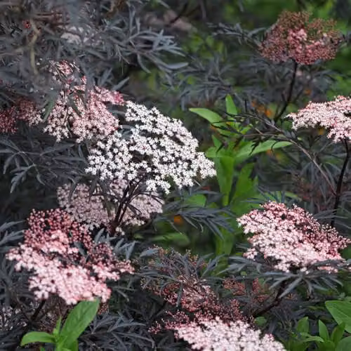 YouGarden Sambucus nigra Black Lace Ornamental Shrub in 2-3L Pot – 5