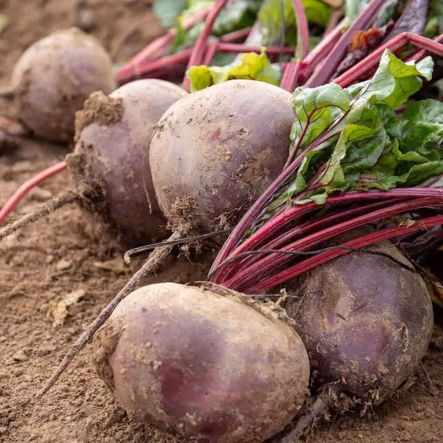 Marshalls Garden Pablo Beetroot Seeds, High-Yield Red/Purple Vegetable Seeds, approx. 300 seeds
