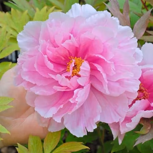 Thompson & Morgan Tree Peony Pink Large Double Flowering Ornamental Shrub, 2 x 12cm Pots