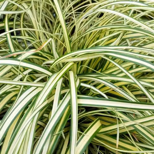 YouGarden Carex Evergold Ornamental Grasses, 3 x 9cm Pots, Variegated Yellow and Green Perennials – 3