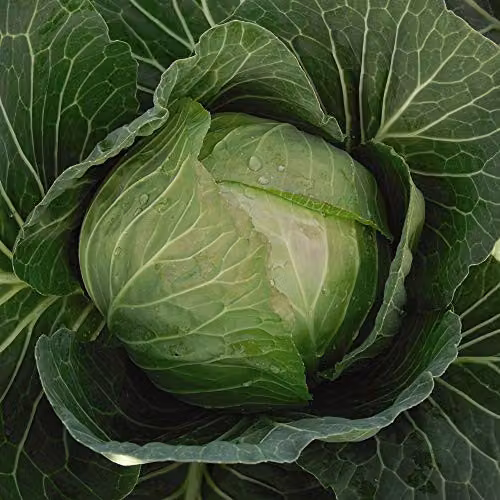 Thompson & Morgan Cabbage F1 Hybrid Vegetable Seeds, White and Green Brassica, 1 Packet – 1