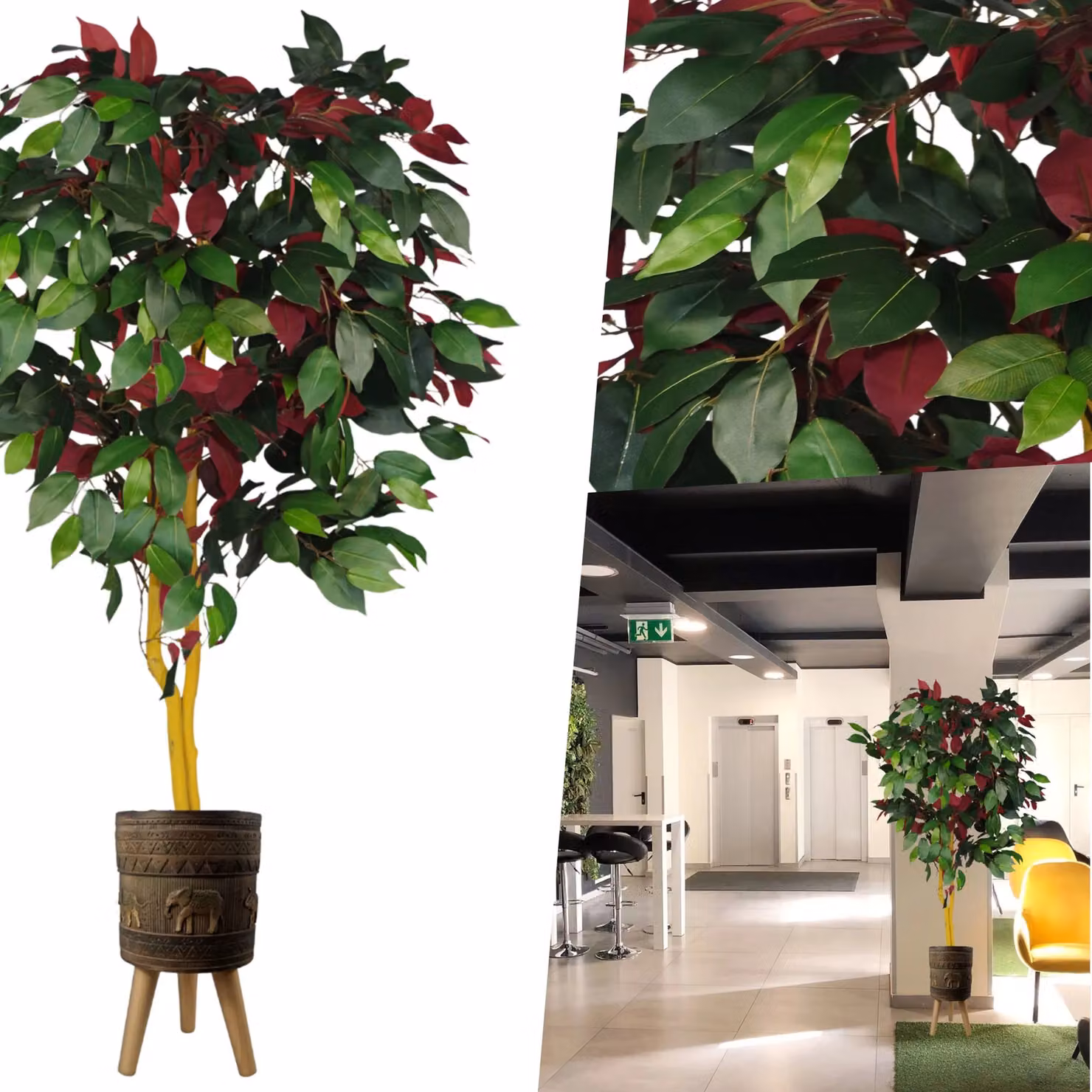 Pegdev Capensia Ficus Tree in Red Elephant Planter, Height: 120 cm – 5