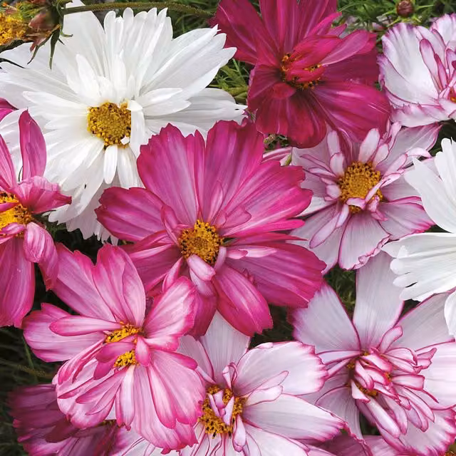 Unwins Cosmos Razzmatazz Flower Seeds, Pink and Green