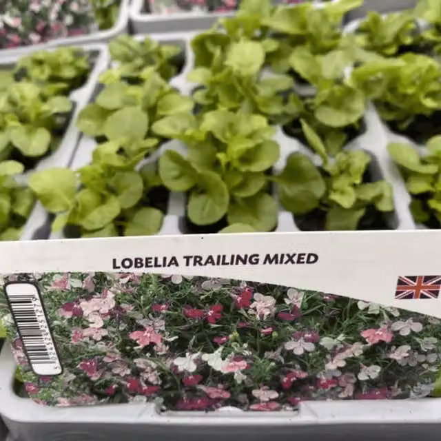 Plants by Post Mixed Colour Lobelia Trailing Bedding Plants, 24 Plants
