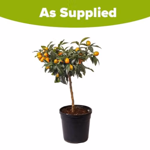 YouGarden Citrus Kumquat Fruit Tree with Edible Fruit and Fragrant Flowers in a 22cm Pot – 6