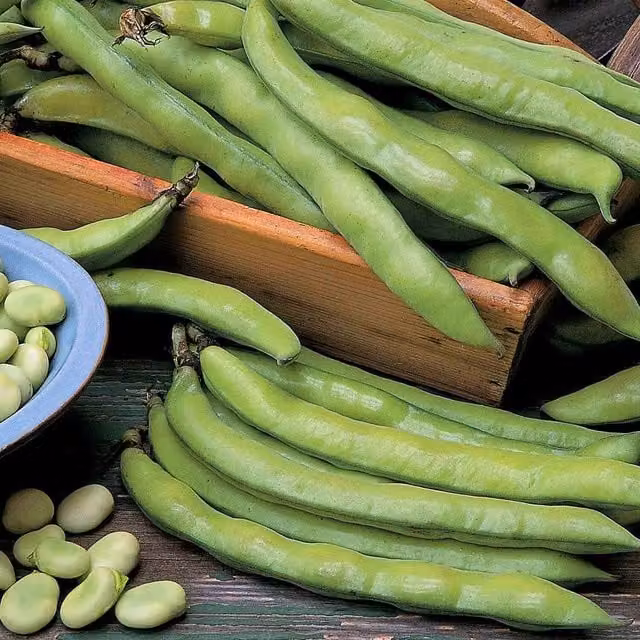 Marshalls Aquadulce Claudia Broad Bean Vegetable Seeds, 100 Seeds