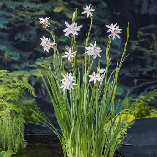 Thompson & Morgan Schizostylis coccinea Alba White Flag Lily, 2 x Potted Marginal Aquatic Plants in 9cm Pots