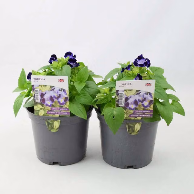 Plants by Post Blue Torenia Summer Flowering Bedding Plants, 2 x 1L Pots