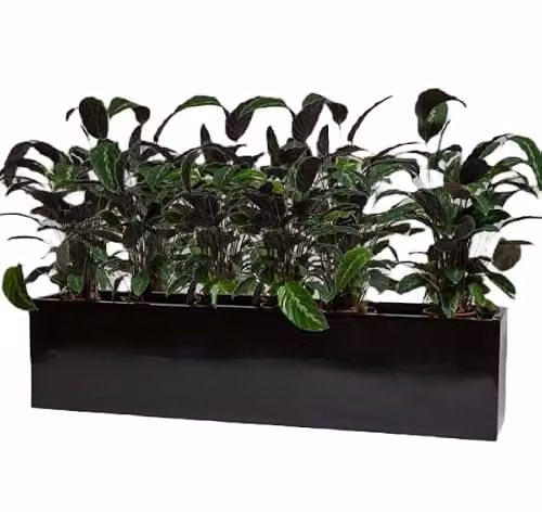 Primrose Black Gloss Polystone Low Trough Planter W: 120 cm, D: 30 cm, H: 25 cm – 3