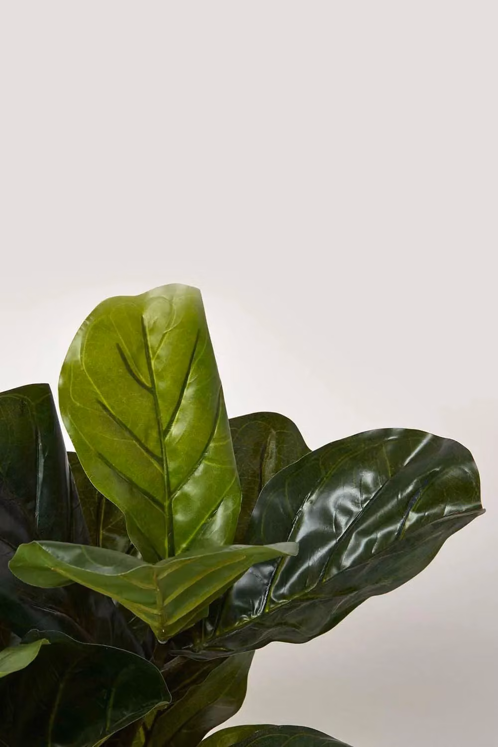 Homescapes Artificial Fiddle Leaf Fig Tree in Green and Black Pot, Height: 70 cm – 3