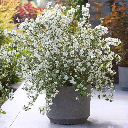 YouGarden Philadelphus Petite Perfume White Ornamental Shrub, 3L Pot – 3