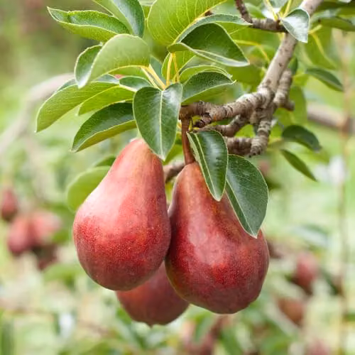 Thompson & Morgan Red William Pear Tree, Red-Skinned Sweet Fruit, Partially Self-Fertile, 4.5 Litre Pot – 3