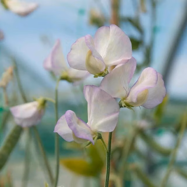 Unwins April in Paris Yellow Sweet Pea Climbing Flower Seeds