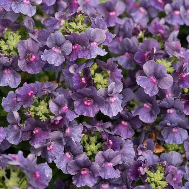 Plants By Post Nemesia Bedding Plants, Purple and Pink, 3 Pack