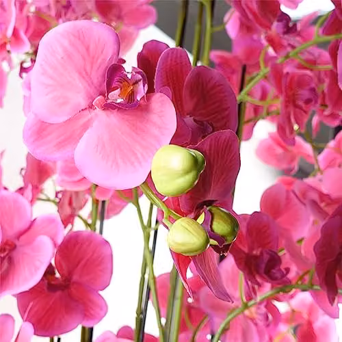Botanik Real Touch Pink Artificial Giant Orchid Plant with 189 Flowers, Height: 150 cm – 2