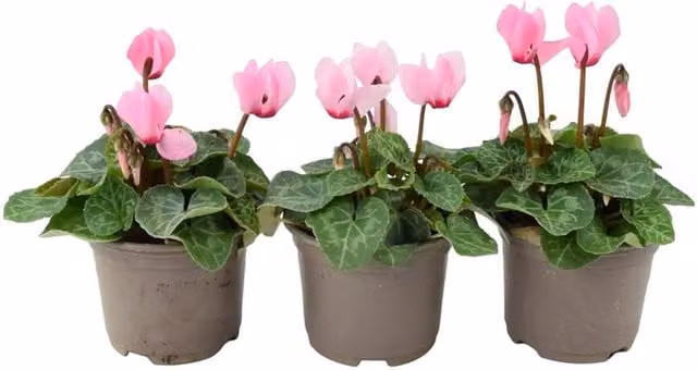 Plants By Post Cyclamen Pink Bedding Plants, 3 Pack