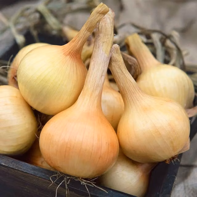 Marshalls Walla Walla Sweet Salad Onion Seeds, 250 Seeds