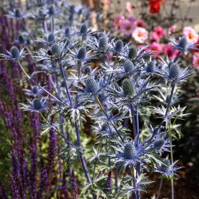Marshalls Garden Eryngium Big Blue Sea Holly Perennial Plant, Blue/Grey, 9cm Pot