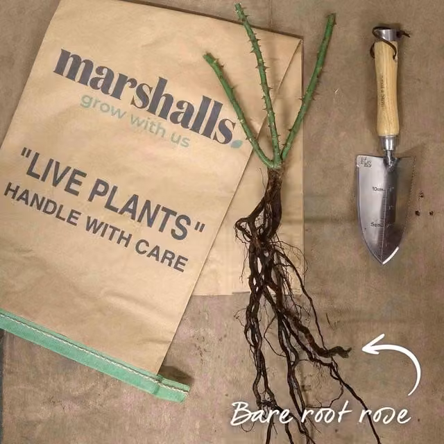 Marshalls Garden Rose Joie de Vivre Compact Peach-Pink Fragrant Floribunda, Bare-root, Pink