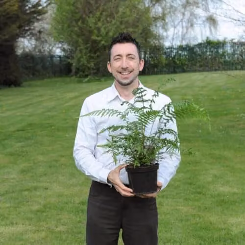 Thompson and Morgan Dicksonia Antarctica Australian Tree Fern, 2 x 2 Litre Potted Perennial Plants – 3