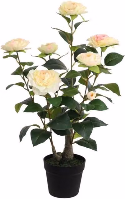 Minster Artificial Camellia Potted Plant in Green, W: 50 cm, D: 50 cm, H: 58 cm