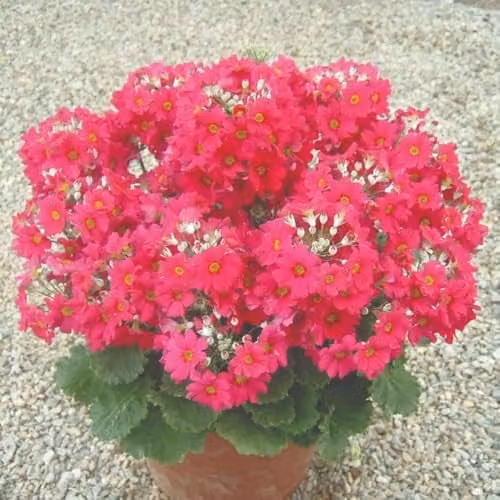 Thompson & Morgan Primula malacoides Deep Red/Crimson Flower Seeds, 100 Seeds