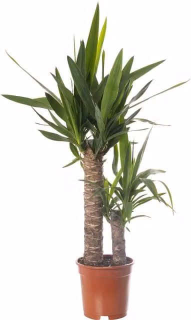 GardenersDream Yucca Elephantipes Real Indoor Plant, Green and White, Height: 75 cm