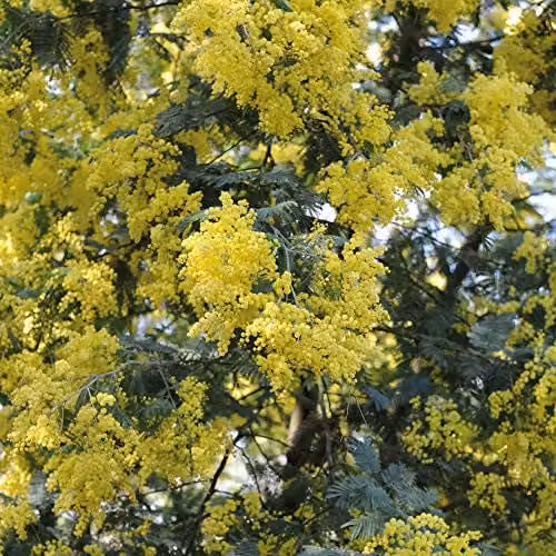 Thompson and Morgan Acacia Mimosa Dealbata Hardy Perennial Garden Plant, 3 x 9cm Pots, Yellow