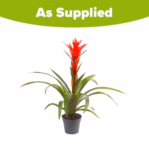 YouGarden Guzmania Ostara Tropical Indoor Houseplant with Orange and Red Flowers, 1 x 12cm Pot – 3