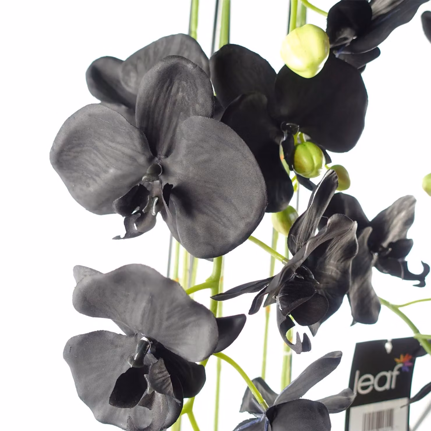 Botanik Realistic Artificial Black Orchid Plant with Green Leaves, Potted, Height: 110 cm – 3