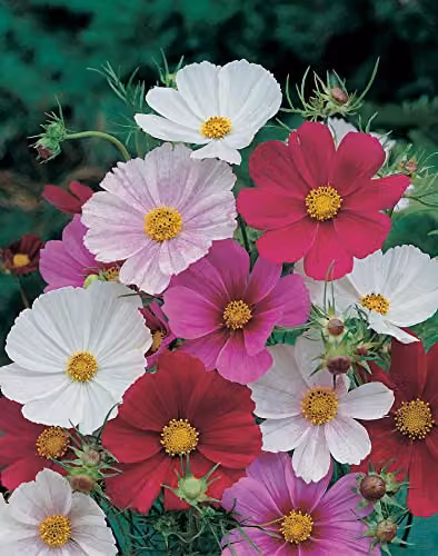 Johnsons Cosmos Tetra Versailles Mixed Multicolour Ornamental Spring Flower Seeds – 2
