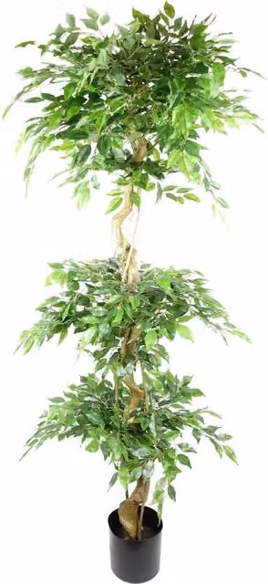 Artificial Twisted Trunk Fruticosa Ficus Tree Triple Ball in Green and Black