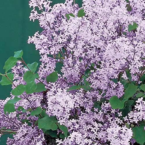 Thompson & Morgan Syringa meyeri Palibin Lilac Dwarf Standard Scented Purple Flowering Tree, 2 x 2L Potted Plants – 2