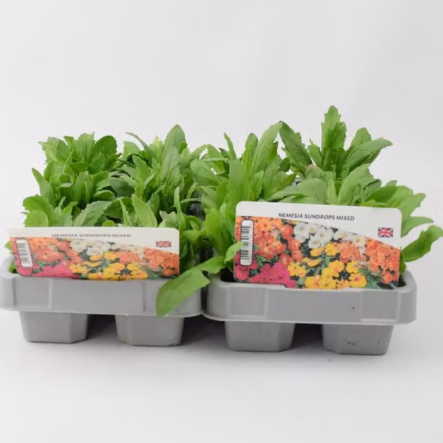 Plants By Post Nemesia Sundrops Mixed Ornamental Garden Shrubs, 12 Plants, Yellow and Multicolour